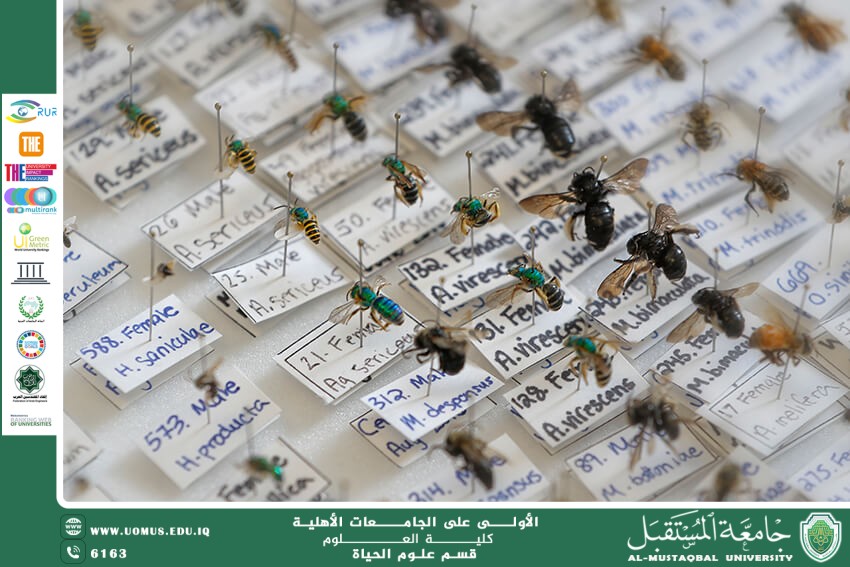 مقالة علمية للانسة نور الهدى عزمي حسن بعنوان " حشرات طبية  "