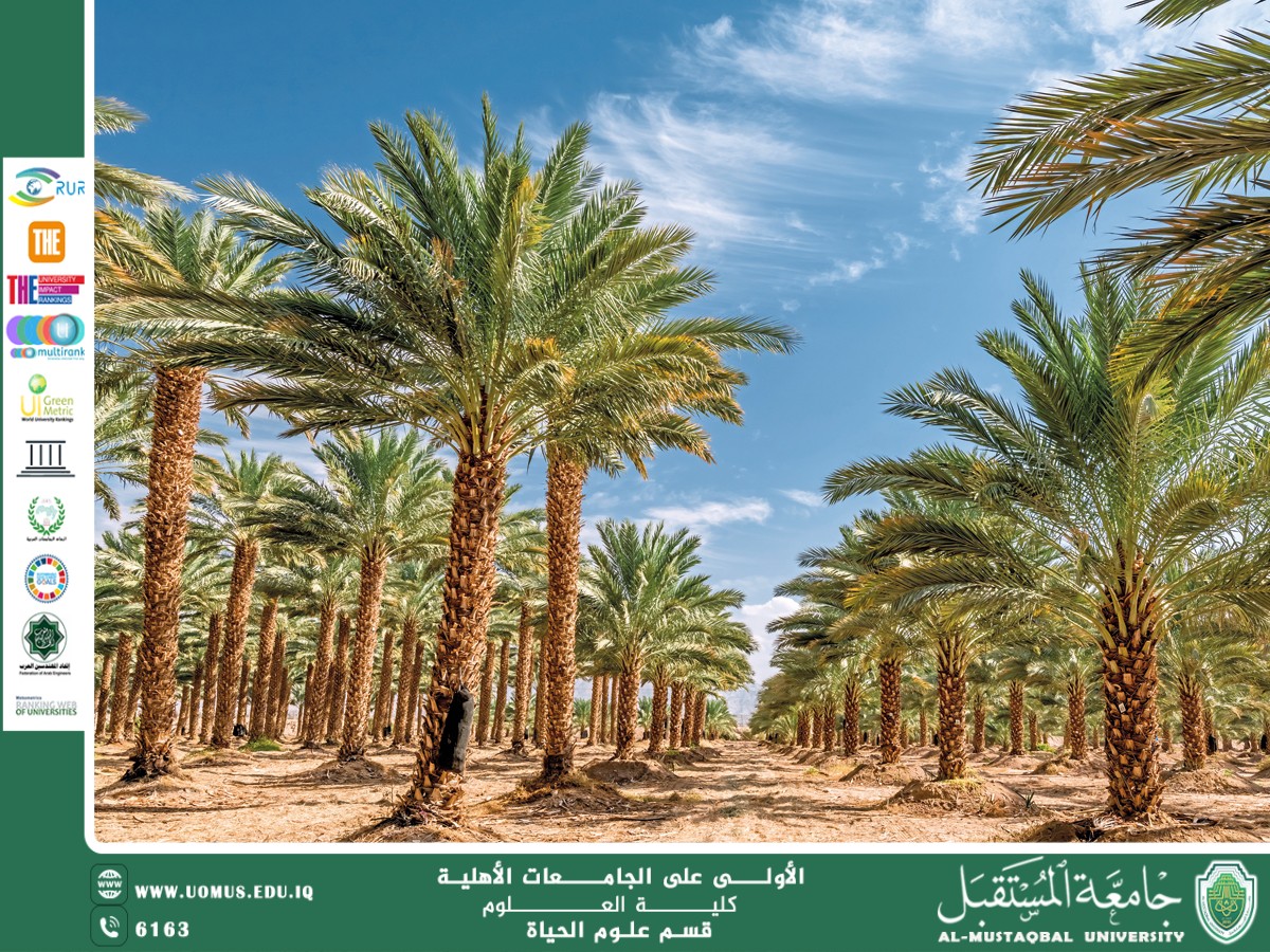 مقالة علمية للانسة نور الهدى عزمي  بعنوان " شجرة النخيل "