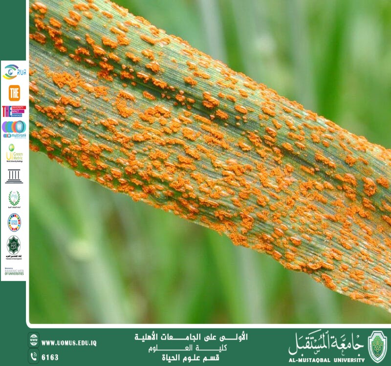 مقالة علمية للانسة نور الهدى عزمي حسن بعنوان "تفاعل النبات مع الفيروسات: كيف يتعرف النبات على العدوى الفيروسية"