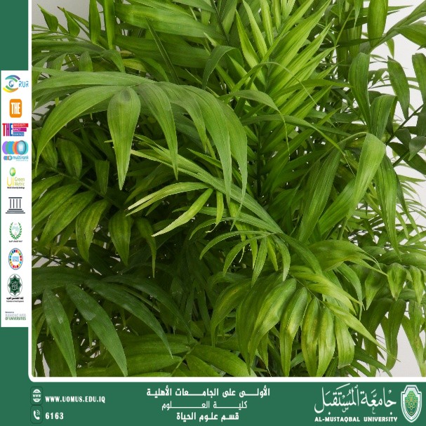 مقالة علمية للتدريسية م.م زينب ناظم عزيز  بعنوان "نبات الشمدورا "