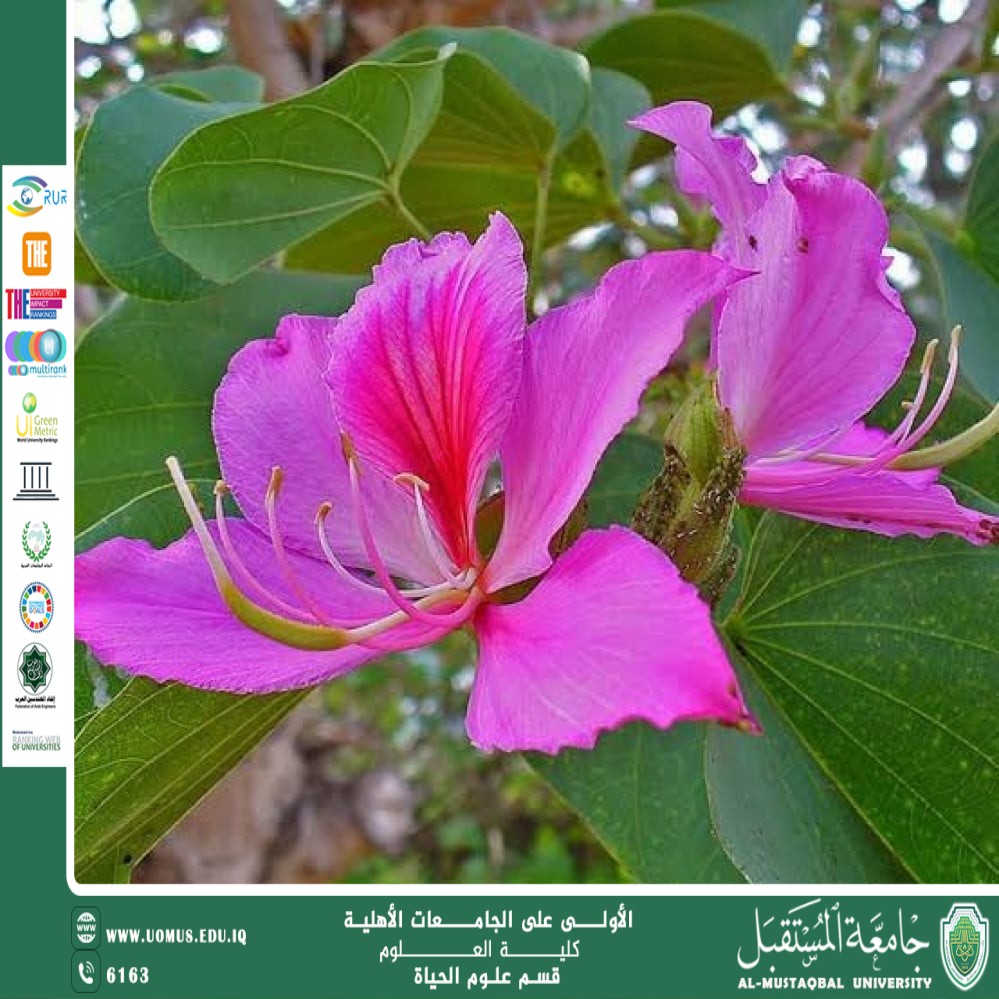 مقالة علمية للتدريسية م.م زينب ناظم عزيز  بعنوان "البوهينيا (Bauhinia)  "