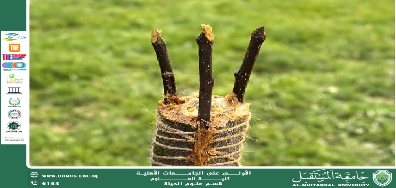 مقالة علمية للانسة نور الهدى عزمي حسن بعنوان "التطعيم وزراعة الأنسجة لإنتاج أشجار أصيلة ذات إنتاجية عالية"