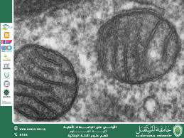 التحليل الجزيئي للأنسجة البشرية في كشف أسباب الوفاة الغامضة (م.م. هويدا نزال حسين)