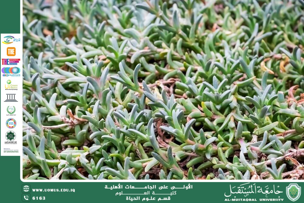 مقالة علمية للانسة بنين معن كريم  بعنوان "نبتة دولفين (Senecio peregrinus)"