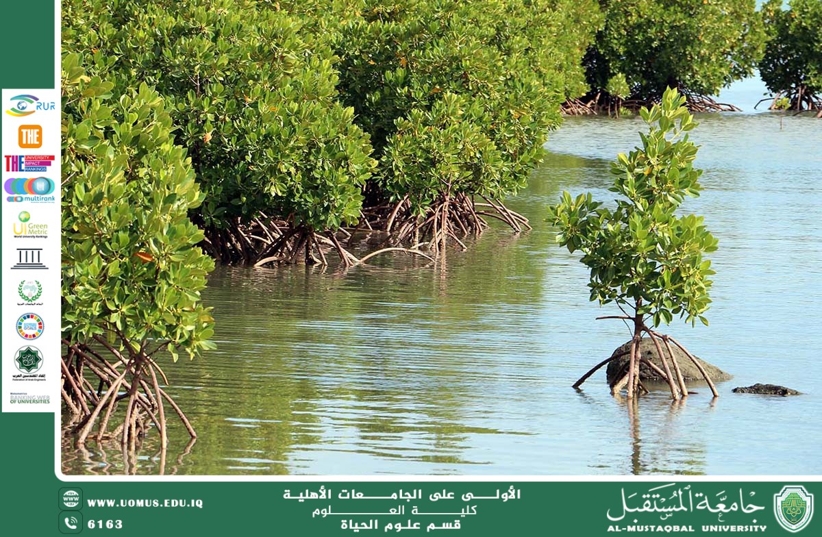 مقالة علمية للمعيدة علا عادل رسمي بعنوان "نبات المانغروف "