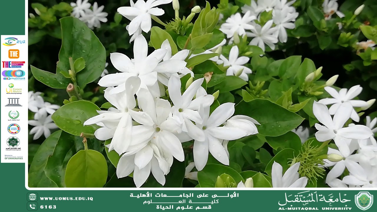 مقالة علمية للانسة بنين معن كريم  بعنوان "زهرة الياسمين "