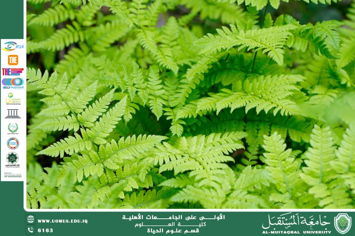 مقالة علمية للانسة بنين معن كريم  بعنوان "السرخس (Fern)"