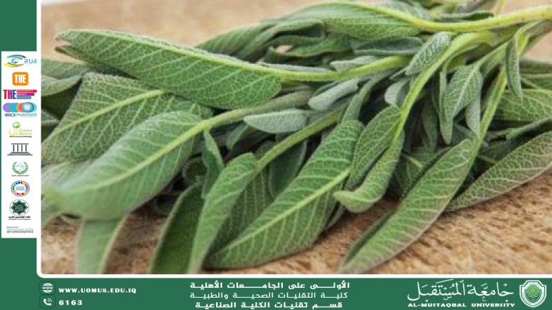 فوائد الميرمية (Salvia officinalis) لصحة الكلى