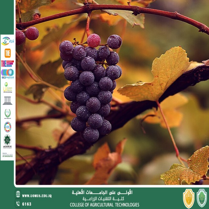 مقالة علمية للتدريسي م.م رعد طلال تومان بعنوان كنز طبيعي لصحة الإنسان من جذوره إلى ثمرته