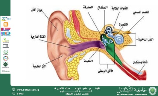 مقالة علمية للدكتور م.د عبدالحسين مزهر عريبي  بعنوان "صحة الأذن: أهمية الوقاية والعناية"
