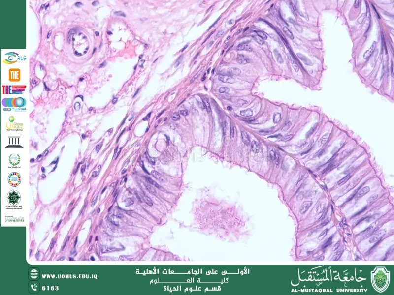 مقالة علمية للانسة نور الهدى عزمي حسن بعنوان "   الانسجة الطلائية    "