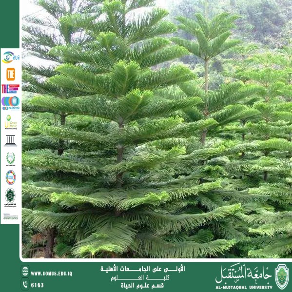 A scientific article by the lecturer, Ms. Zainab Nazim Aziz, entitled "The Araucaria Tree"