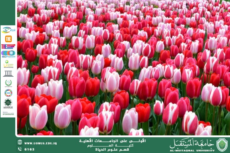 A scientific article by the lecturer, Ms. Zainab Nazim Aziz, entitled "The Tulip Flower"