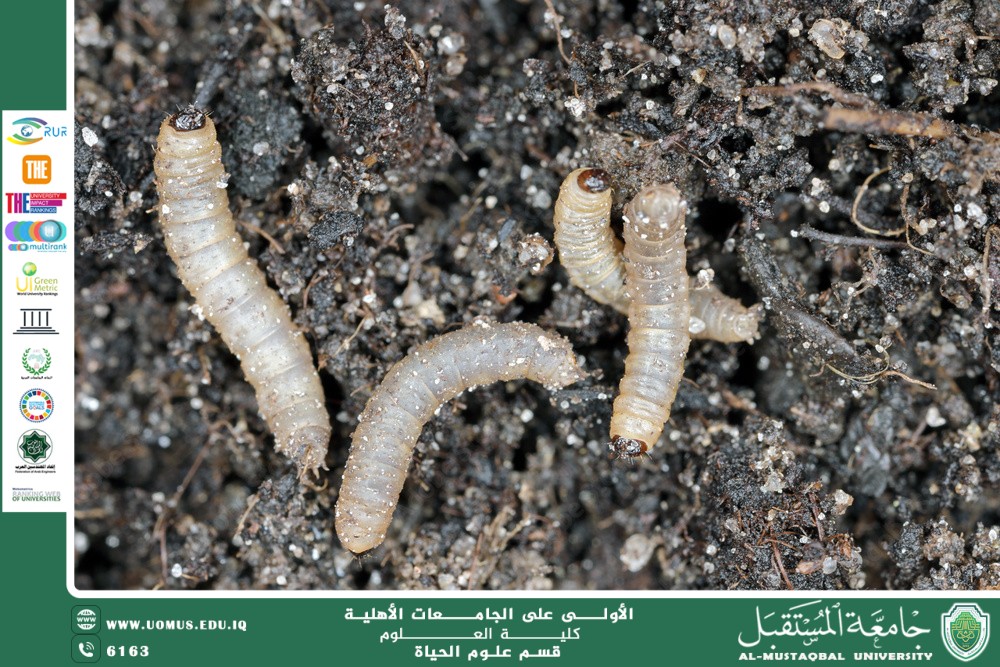 A scientific article by lecturer Msc. Zainab Nazim Aziz entitled "Biological control: a safe alternative to chemical pesticides"