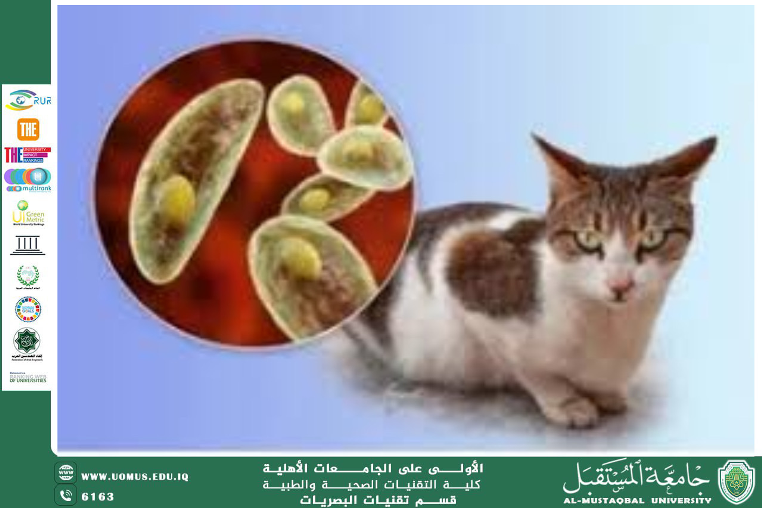 مقالة علمية للتدريسي أ.م.د منذر سمين شكر / م.م. مهيمن سمير عارف / م.م. علي هادي الحسيني (داء القطط وتأثيره على العين (Toxoplasmosis))