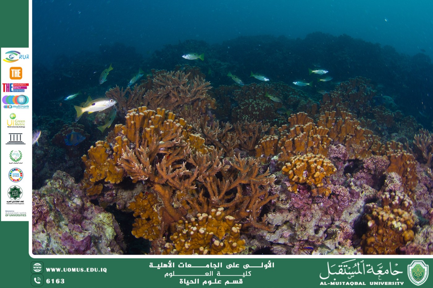 مقالة علمية للمعيدة بنين معن كريم بعنوان "  دور الشعاب المرجانية في دعم الحياة البحرية"