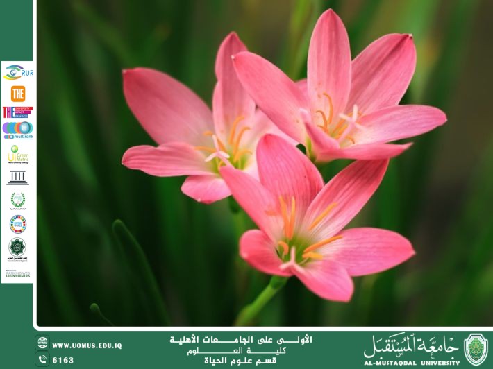 مقالة علمية للتدريسية م.م زينب ناظم عزيز  بعنوان "  نبات الزنبق (Lilium) – الزهرة الملكية "