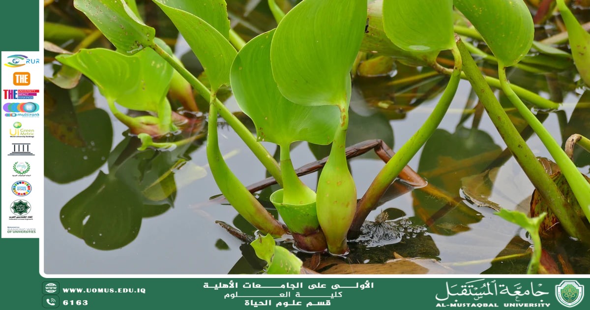 مقالة علمية للمعيدة بنين معن كريم بعنوان " بنية الجذر والتكيف المائي"