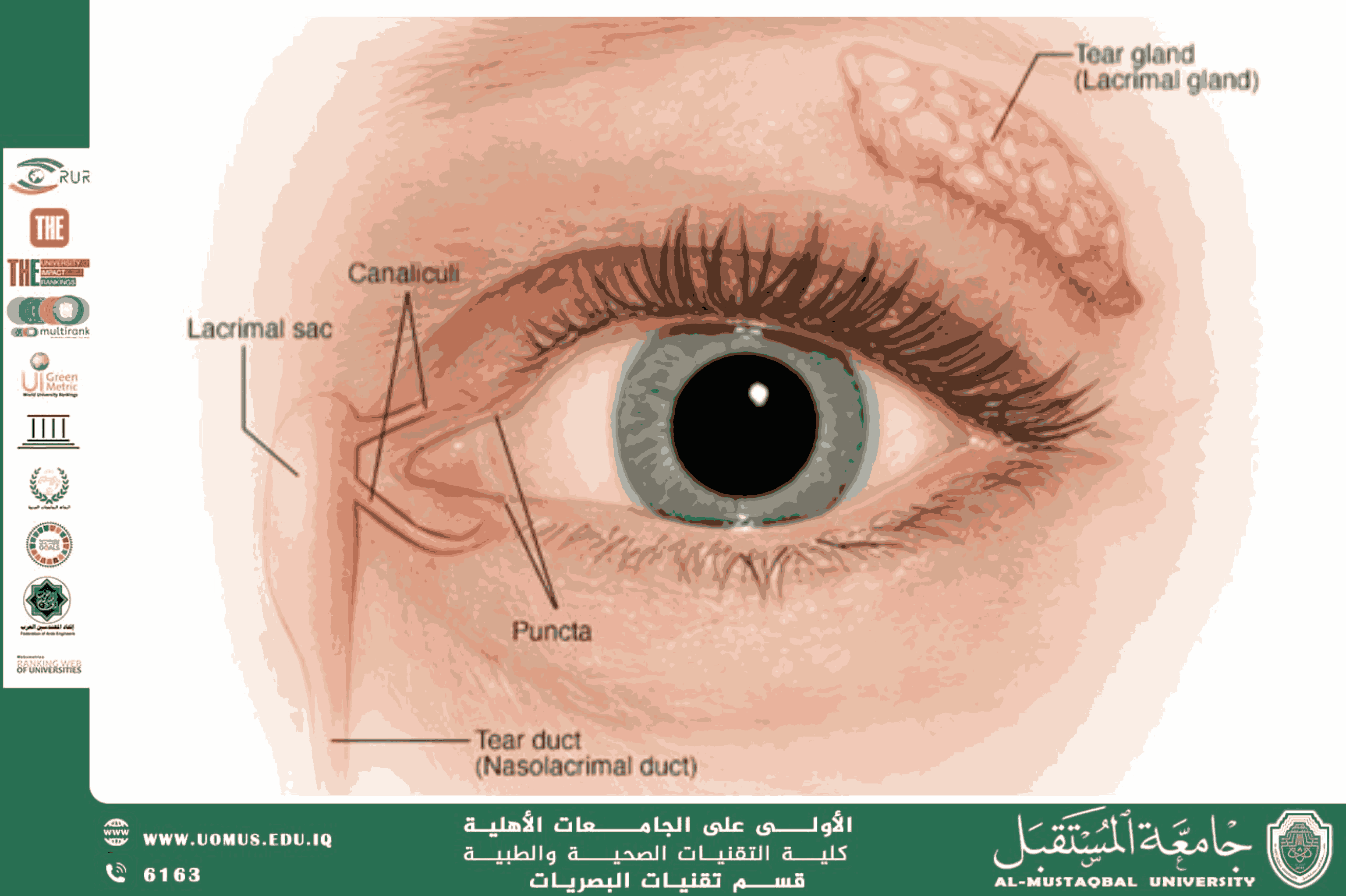 مقالة علمية للتدريسي م.م مهيمن سمير عارف (اضطرابات الجهاز الدمعي وأثرها على صحة العين وجودة الرؤية)