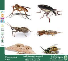 الحشرات الجنائية ودورها في تحديد وقت الوفاة (م.م. هويدا نزال حسين)