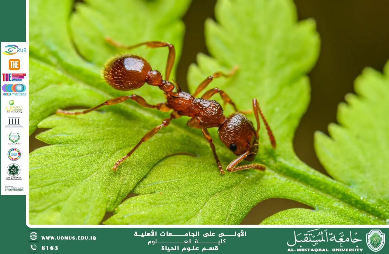 A scientific article by Ms. Noor al-Huda Azmi Hassan entitled "Pollinating Insects and Sustainable Agriculture"