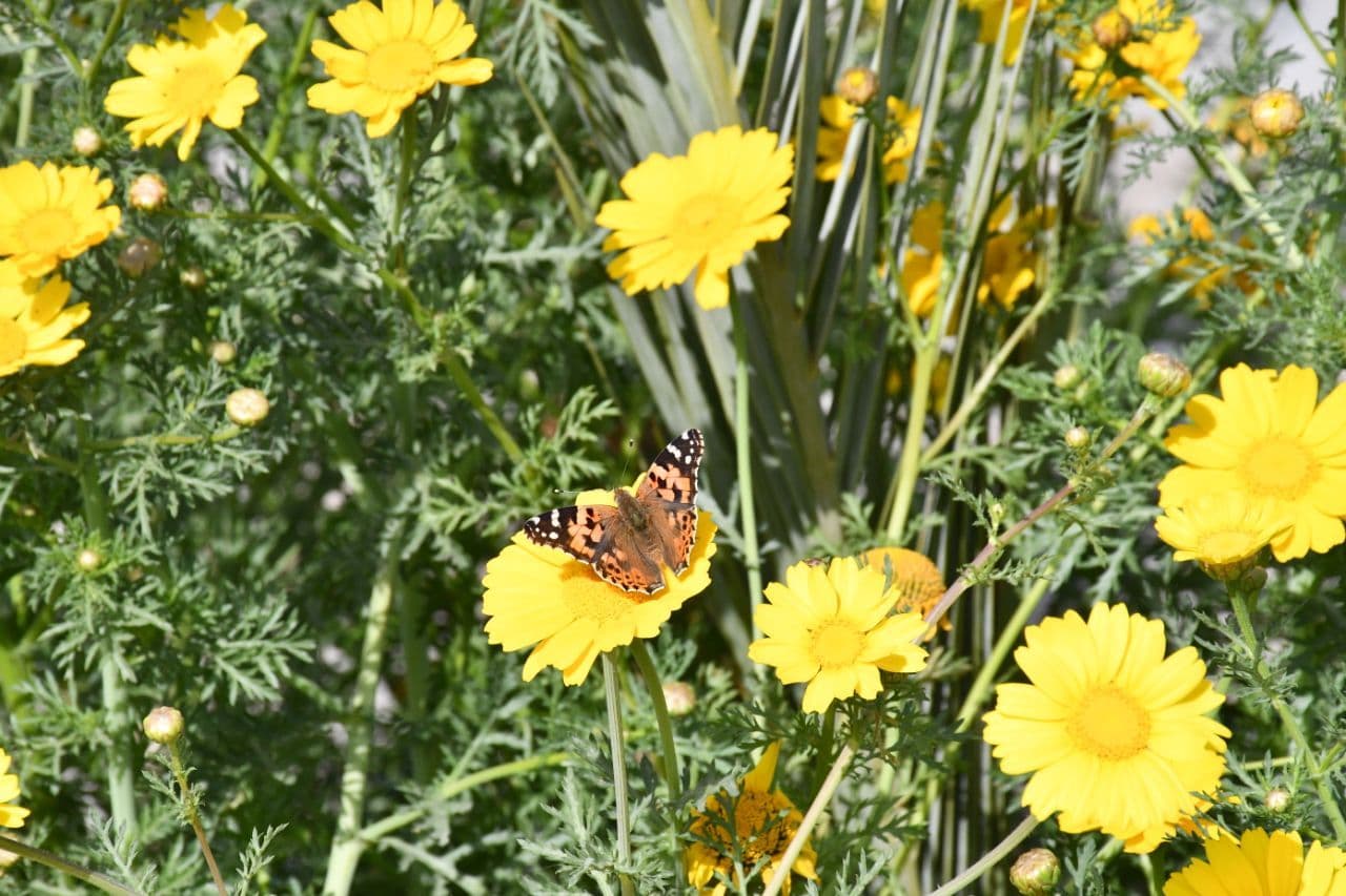 الحياة الطبيعية Natural Life في حرم كلية المستقبل الجامعية  من أين تأتي لتجد حياة جديدة في حرمنا الجامعي