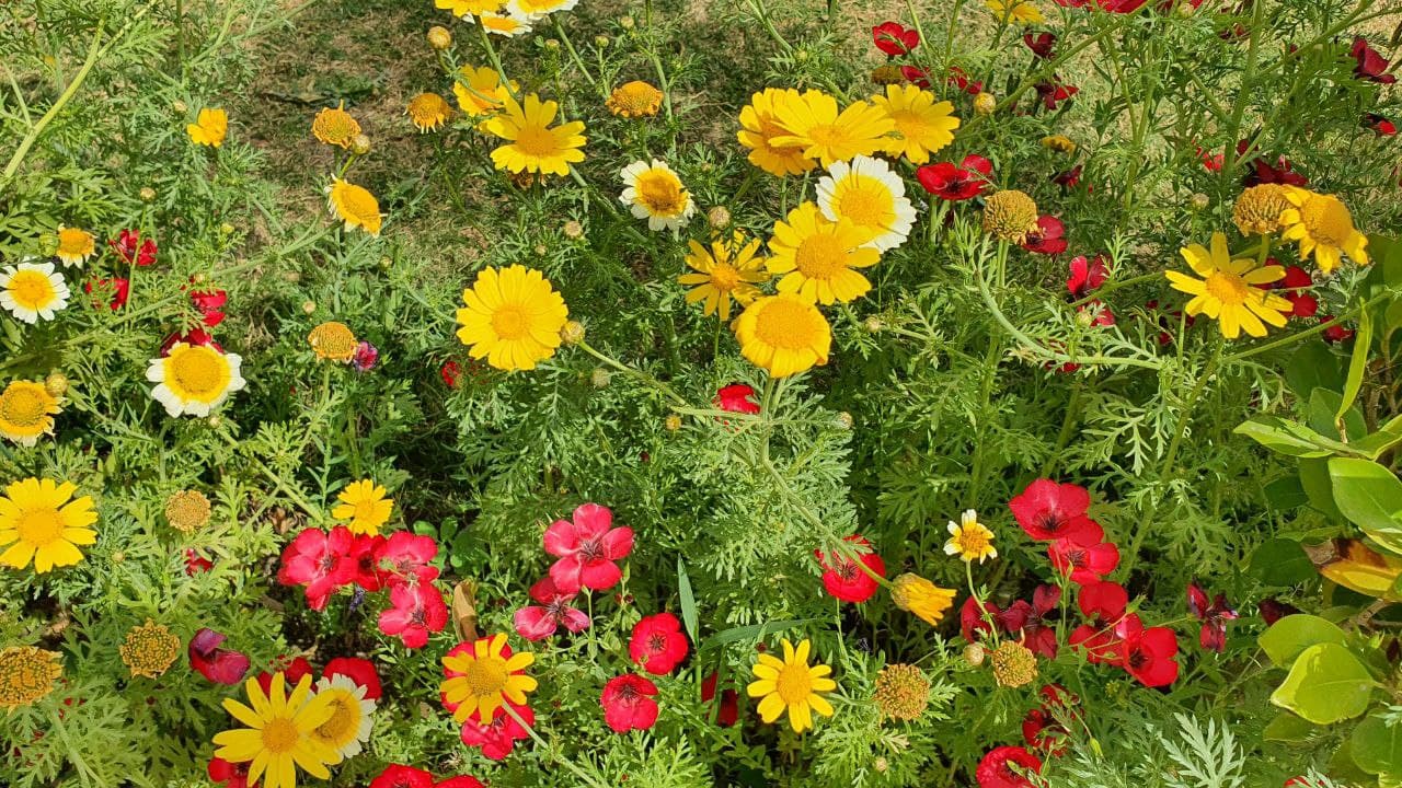 تحت شعار " تحسين الهواء لاجل القضاء على الوباء "