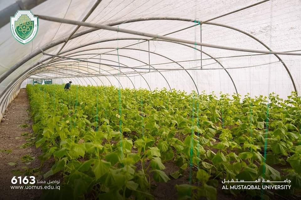 جامعة المستقبل تنجح في تحقيق أهداف التنمية المستدامة من خلال دعم الزراعة العضوية والتخلي عن الاستخدامات الضارة للكيمياويات والمبيدات