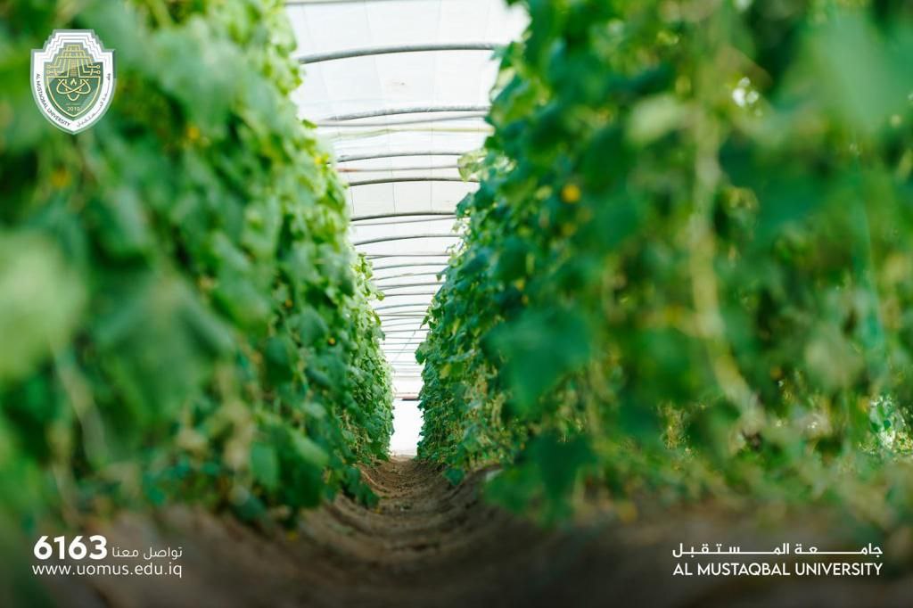 جامعة المستقبل تواصل عملها من أجل تحقيق الأمن الغذائي والتغذية بواسطة تطبيق مشروع التنمية المستدامة بشكل عملي