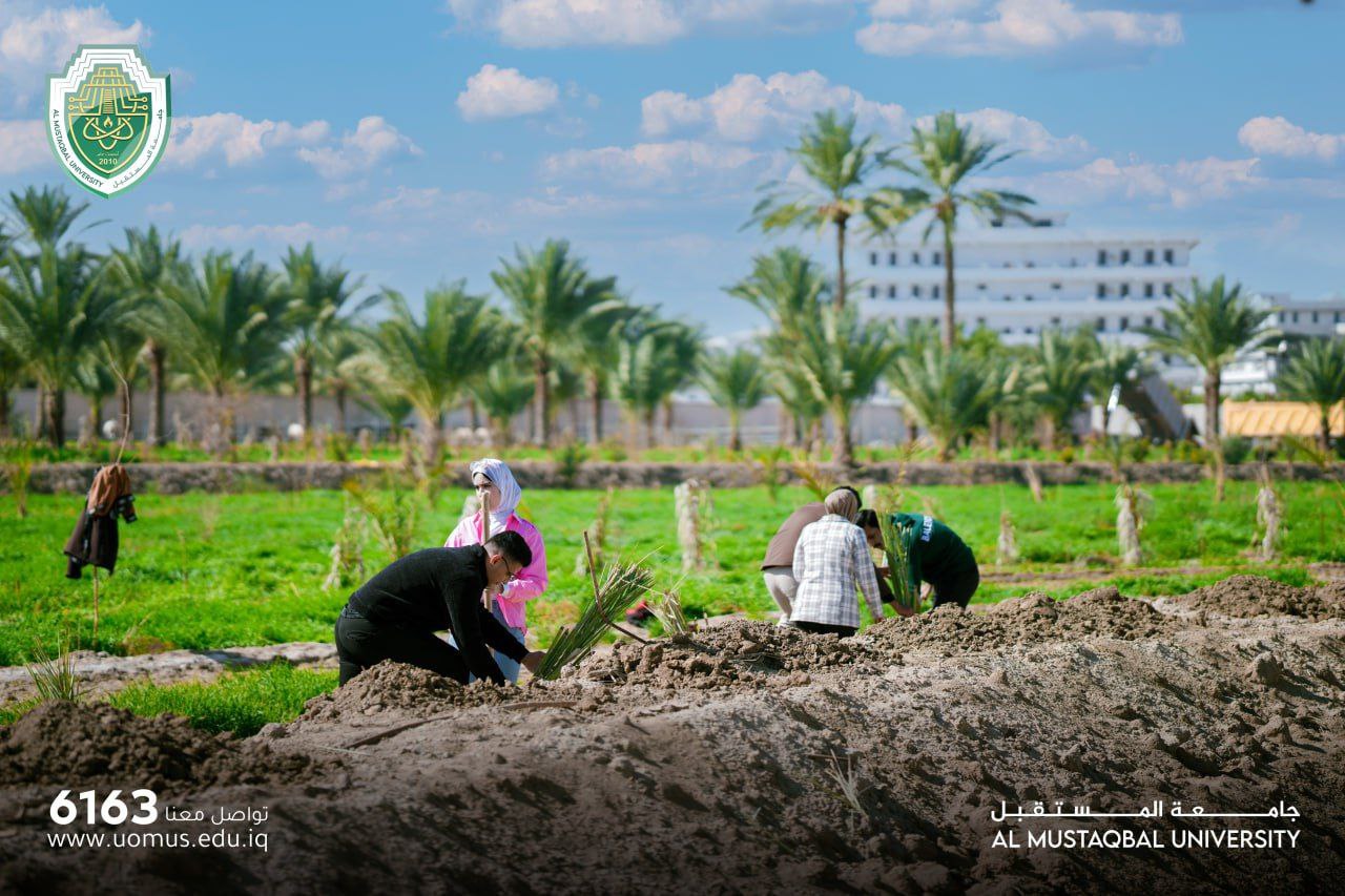الشعبة الزراعية في قسم شؤون الديوان بجامعة المستقبل تنظم حملة واسعة لزراعة أكثر من (500) فسيلة نخيل، بمشاركة طلبة قسم علوم الفيزياء الطبية وتقنيات المختبرات الطبية.