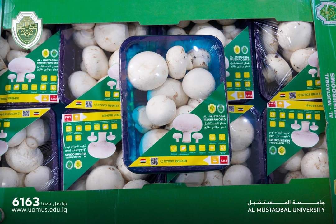 جامعة المستقبل تسجل نجاحاً جديدا في زراعة الفطر: دعماً للاستدامة الغذائية وتعزيزًا للصناعة المحلية"