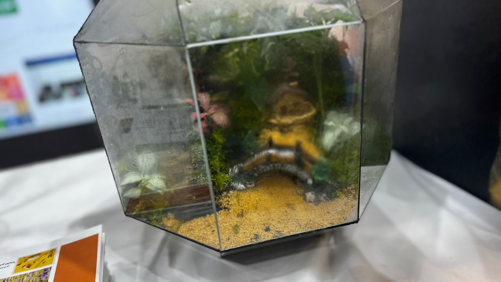 التراريوم كأداة تعليمية للاستدامة البيئية: مشروع ضمن فعاليات أسبوع الاستدامة في جامعة المستقبل