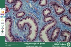 دور علم الأنسجة في الأدلة الجنائية (م.م. بشرى حسين عطية)