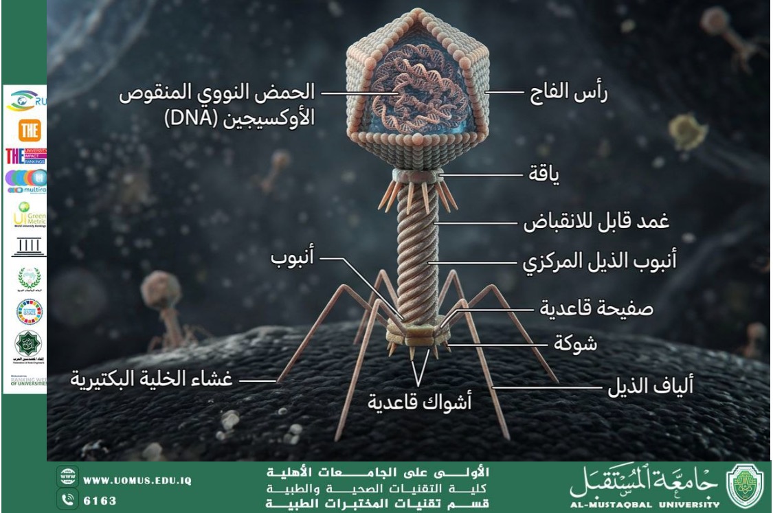 مقالة مشتركة للسيدة بنين رزاق جهاد والسيدة زينب سامي عباس بعنوان العاث البكتيري (Bacteriophage): بديلٌ واعد للمضادات الحيوية