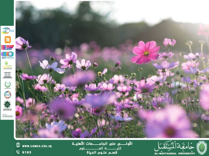 مقالة علمية للآنسة نور الهدى عزمي حسن بعنوان: النباتات الطبية ودورها في العلاج التقليدي