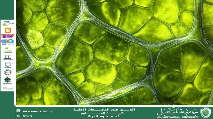 Scientific Article by Asst. Lecturer Zeinab Nazem Aziz Entitled :The Relationship between Chlorophyll Content and Light Intensity