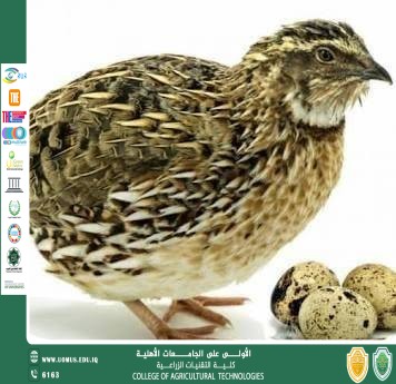 تربية السمان وأهميتها في الإنتاج الحيواني