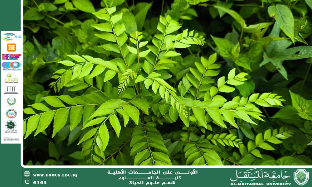 مقالة علمية للآنسة نور الهدى عزمي حسن بعنوان: النباتات المضادة للأكسدة وفوائدها الصحية