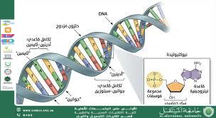 مقاله علميه للست هدى رافد الخفاجي بعنوان الحمض النووي (DNA) وأهميته في تحديد الصفات الوراثية