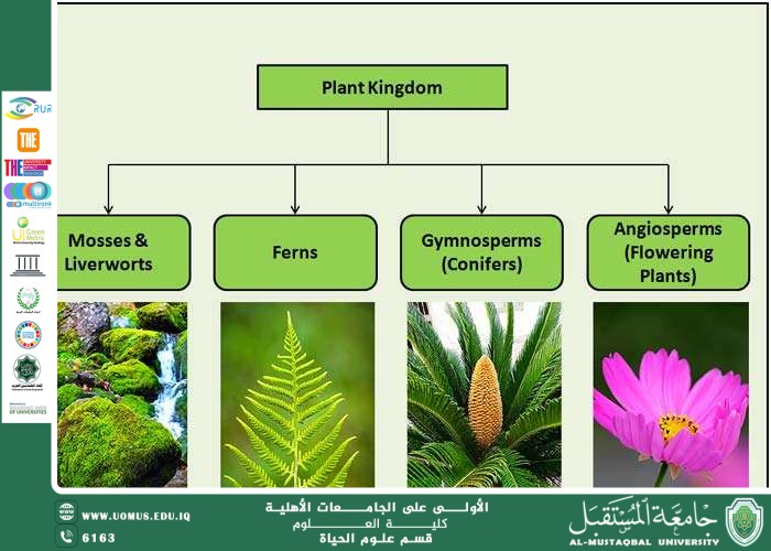 مقالة علمية للانسة نور الهدى عزمي حسن  بعنوان :تصنيف النباتات وأهم المجاميع النباتية