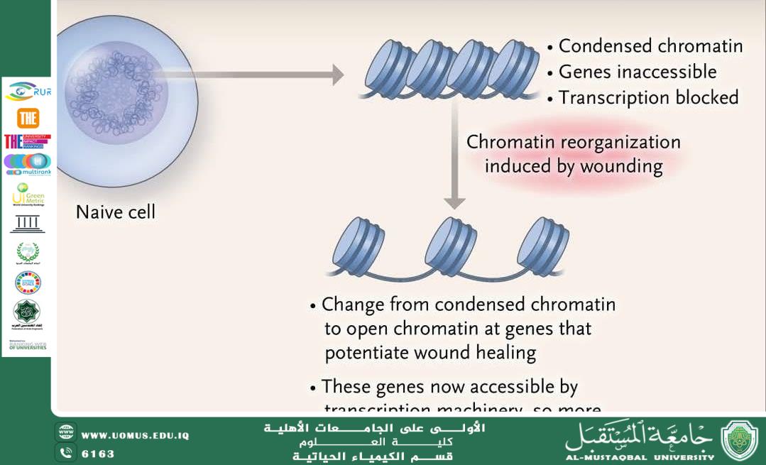 مقالة علمية بعنوان الذاكرة الخلوية: كيف تتذكر الخلايا التعرضات السابقة إعداد: م.م. عباس حمزة خضير قسم الكيمياء الحياتية – كلية العلوم – جامعة المستقبل