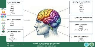 تأثير الضغوطات اليومية على وظائف الدماغ والتركيز والسلوك العام