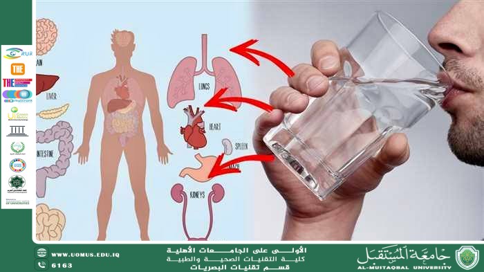 مقاله علمية للتدريسيه اسلام فاضل موسى بعنوان الماء وأهميته الحيوية لوظائف الجسم