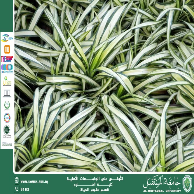 مقالة علمية للتدريسية م.م زينب ناظم عزيز بعنوان :  نبات العنكبوت