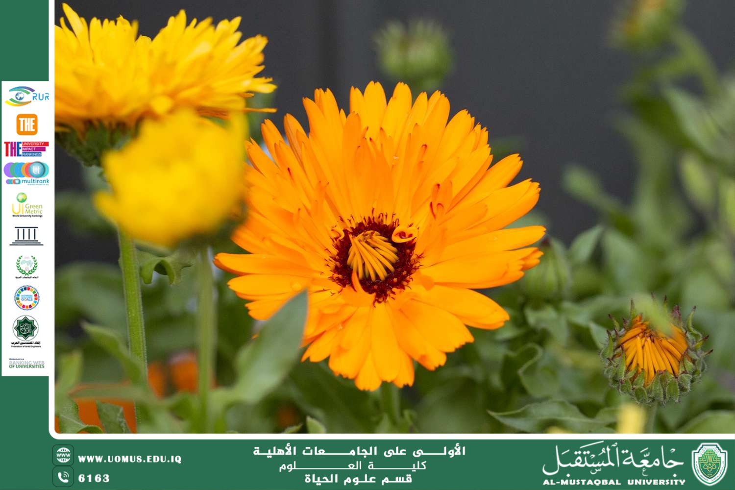 مقالة علمية للانسة نور الهدى عزمي بعنوان : زهرة الآذريون