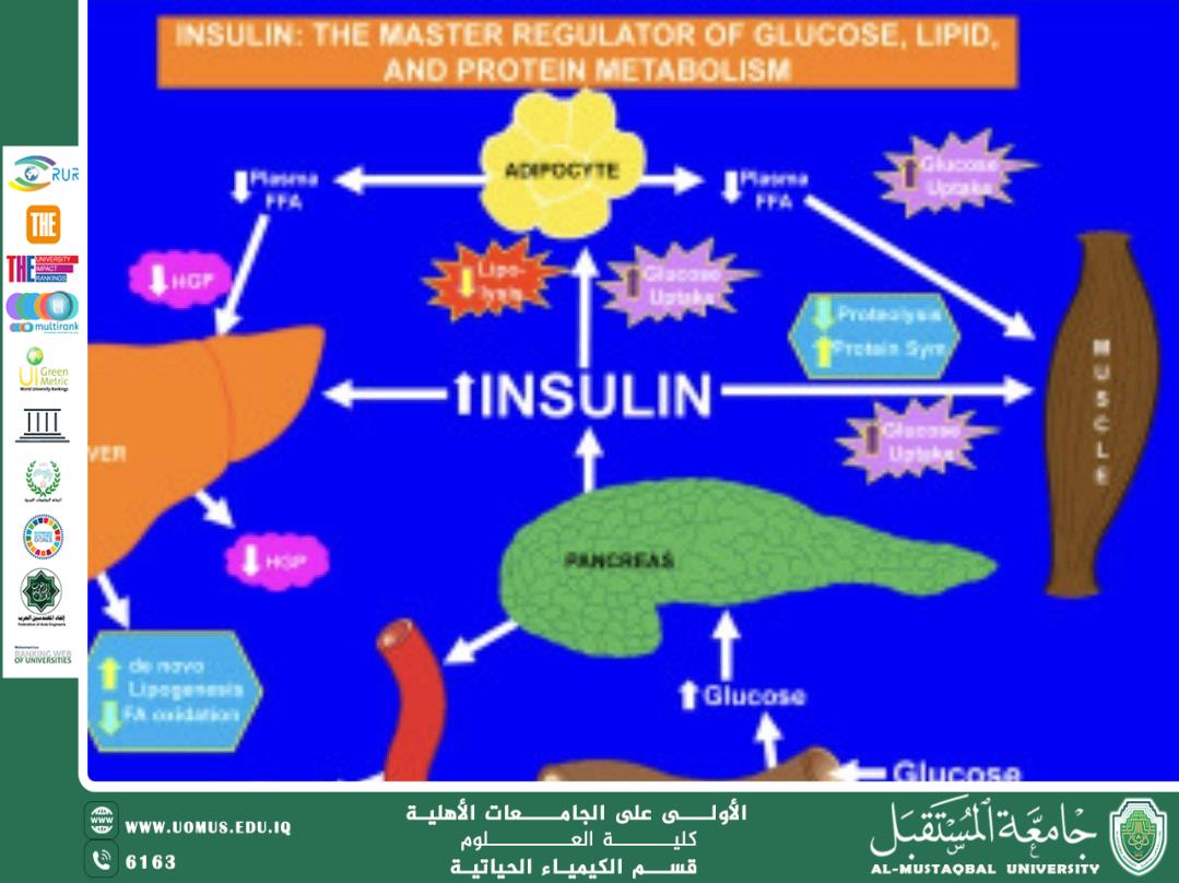 Insulin Resistance: The Molecular Basis of Metabolic Disorders Prepared by: Assist. Lect. Abbas Hamza Khudhair Department of Biochemistry – College of Science – Al-Mustaqbal University