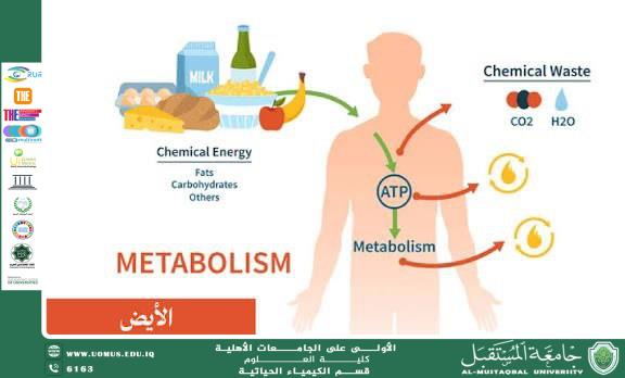 The Role of Biochemistry in Understanding Metabolic Processes Inside the Cell Ms. Hawraa Ali
