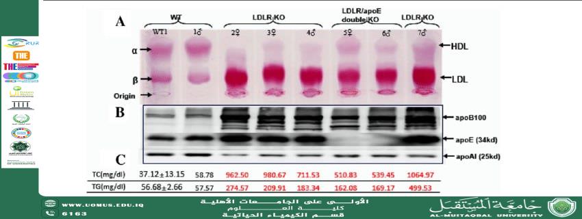 مقالة علمية لرئيس قسم الكيمياء الحياتية بعنوان الطرد المركزي بتدرج الكثافة في تحليل تحت أنواع البروتينات الدهنية وتقييم خطورة أمراض القلب