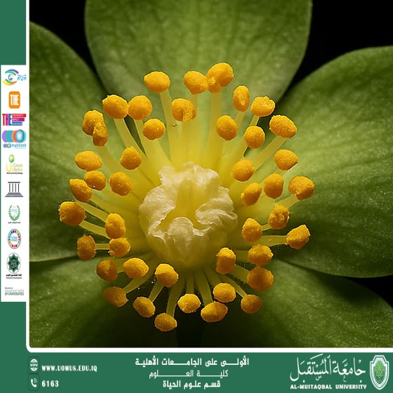 A Scientific Article by Miss Noor Al-Huda Azmi Hassan Title: Green Tea Plant (Camellia sinensis)