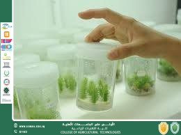 الاكثار الدقيق   Micropropagationفي النباتات
